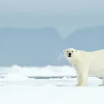 Bắc Cực – Thế giới băng tuyết