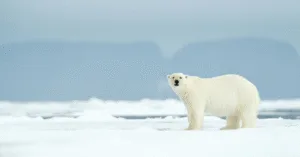 Bắc Cực – Thế giới băng tuyết