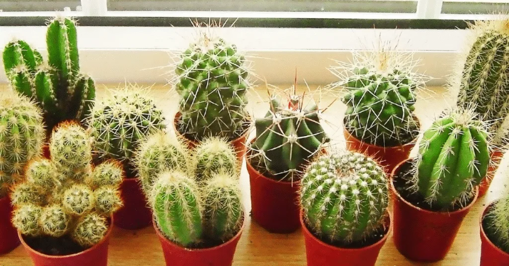 Trồng cây xương rồng trong nhà