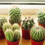 Trồng cây xương rồng trong nhà