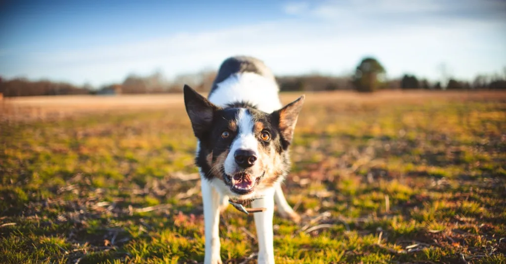 Công nghệ xanh trong nông nghiệp Việt Nam