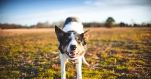 Công nghệ xanh trong nông nghiệp Việt Nam