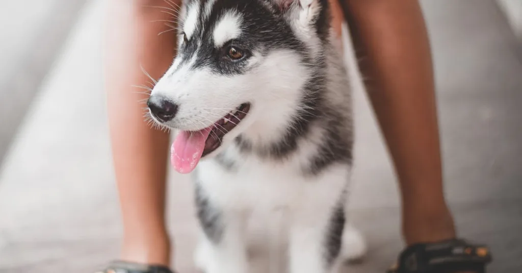 Làm sao để thú cưng vượt qua mùa hè an toàn