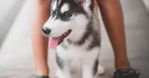 Làm sao để thú cưng vượt qua mùa hè an toàn