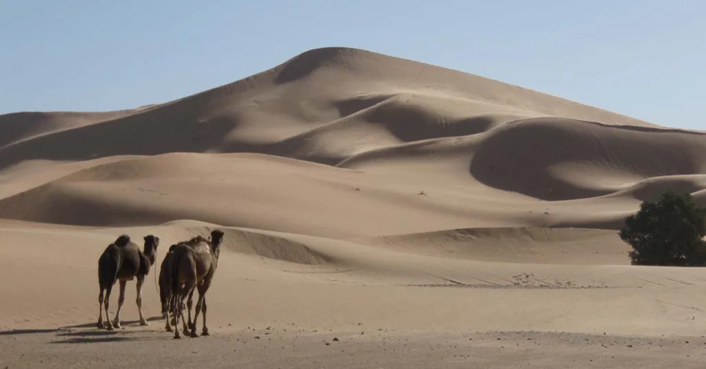 Sahara – Vùng đất của nắng và cát