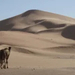 Sahara – Vùng đất của nắng và cát