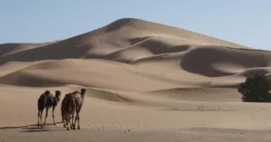 Sahara – Vùng đất của nắng và cát