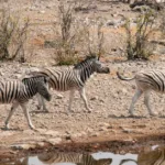 Du lịch xanh và trách nhiệm cộng đồng hiện đại