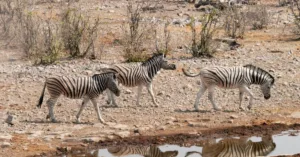 Du lịch xanh và trách nhiệm cộng đồng hiện đại