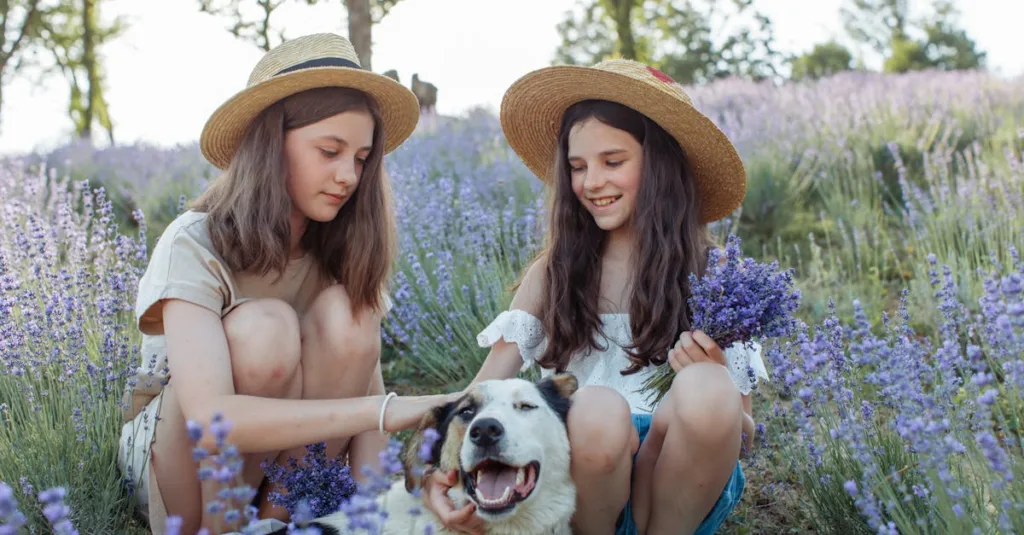 Chăm sóc thú cưng từng mùa trong năm