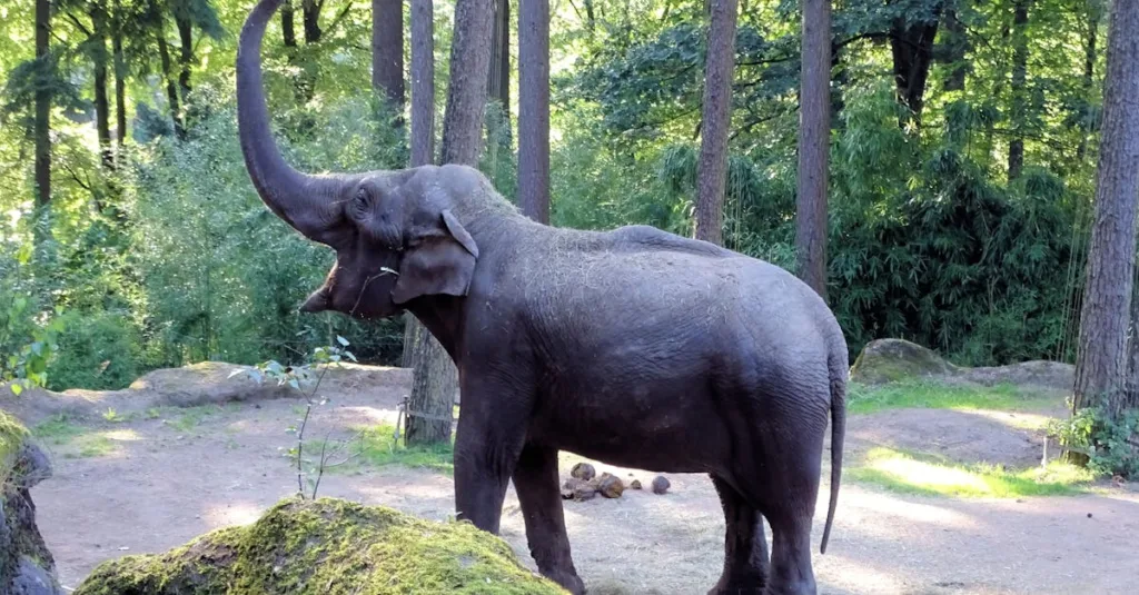 Podcast thay đổi phương pháp giáo dục thế nào?