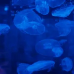 Thế giới cá phát sáng ở vùng biển sâu