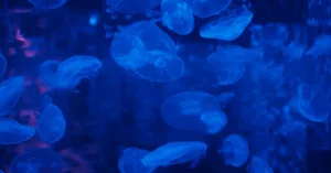 Thế giới cá phát sáng ở vùng biển sâu