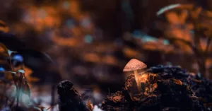 Nấm phát sáng trong bóng tối nhờ đâu?