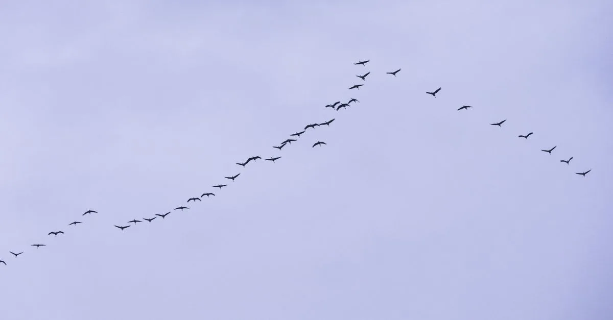 image 7881