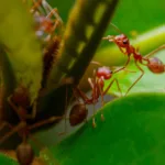 Xã hội loài kiến: Cỗ máy tổ chức hoàn hảo trong tự nhiên