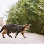 Ngôn ngữ bí mật của loài mèo qua ánh mắt và tiếng kêu