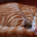 Các kiểu ngủ kỳ lạ của động vật hoang dã
