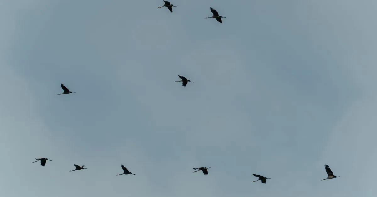 image 8198