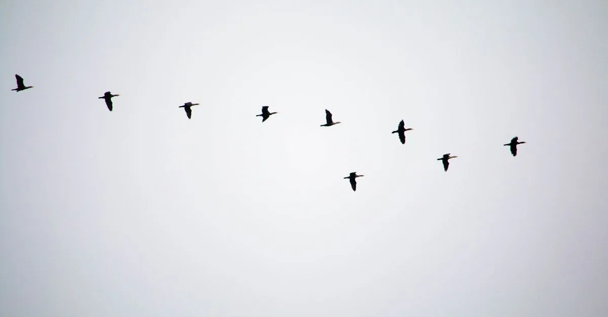 image 8200